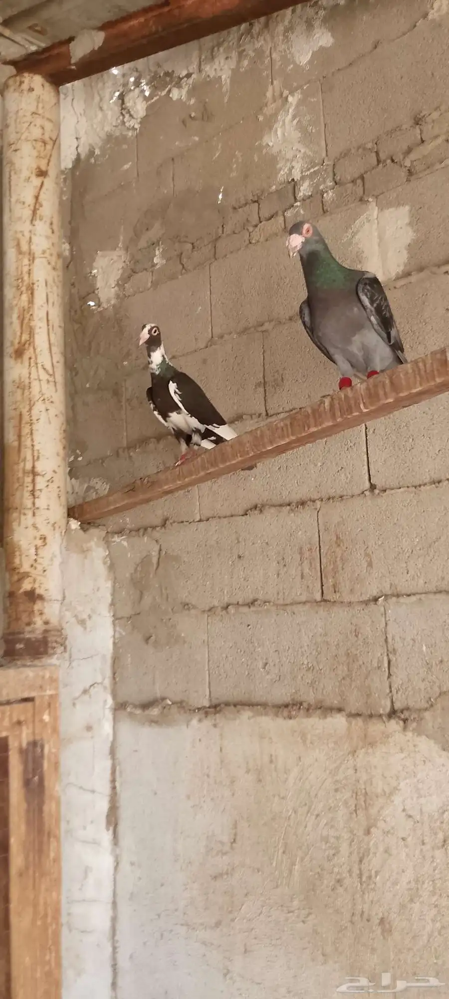 حمام شامي 3