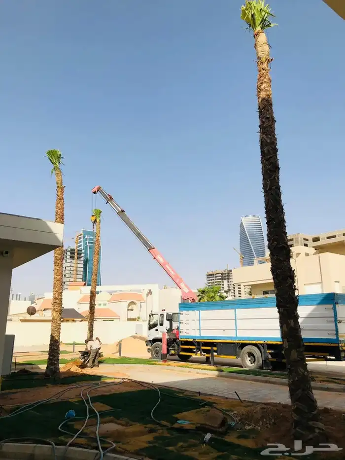 يوجد لدينا جميع انواع النخيل 3