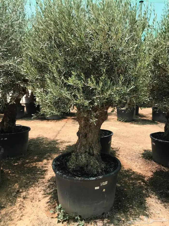 زيتون معمر اسباني درجه اولا للبيع 5