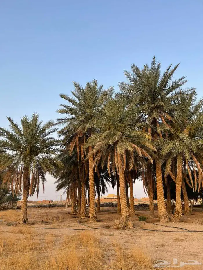 مزراع الغاط والزلفي 1