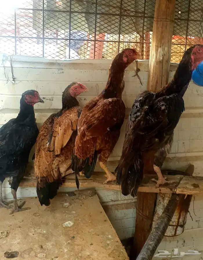 تم البيع صيصان باكستاني فاخر 8