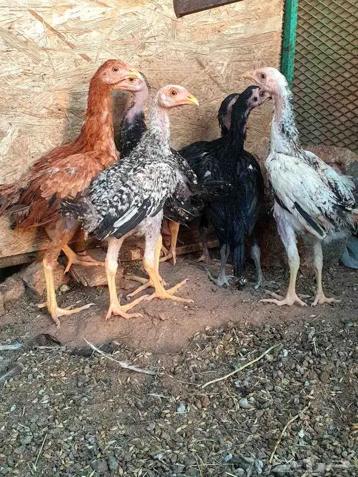 تم البيع صيصان باكستاني فاخر 5