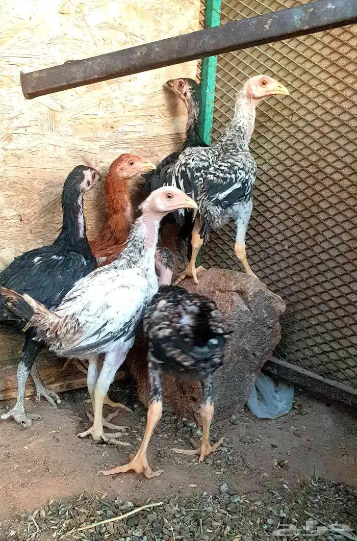 تم البيع صيصان باكستاني فاخر 2