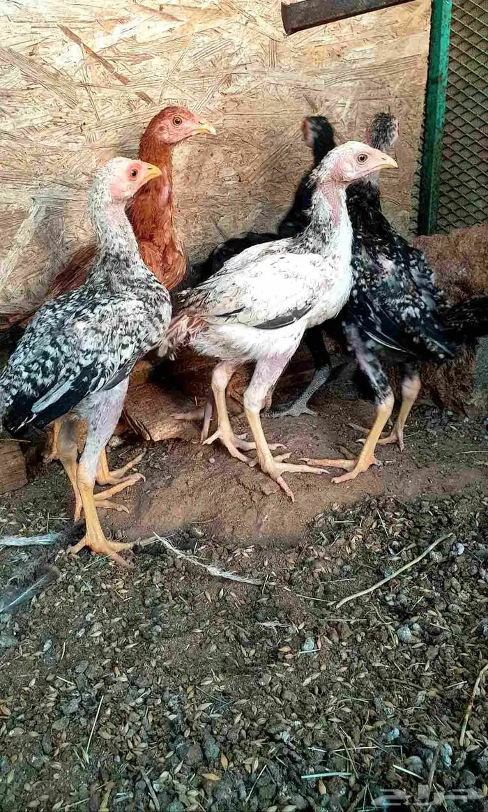 تم البيع صيصان باكستاني فاخر 4