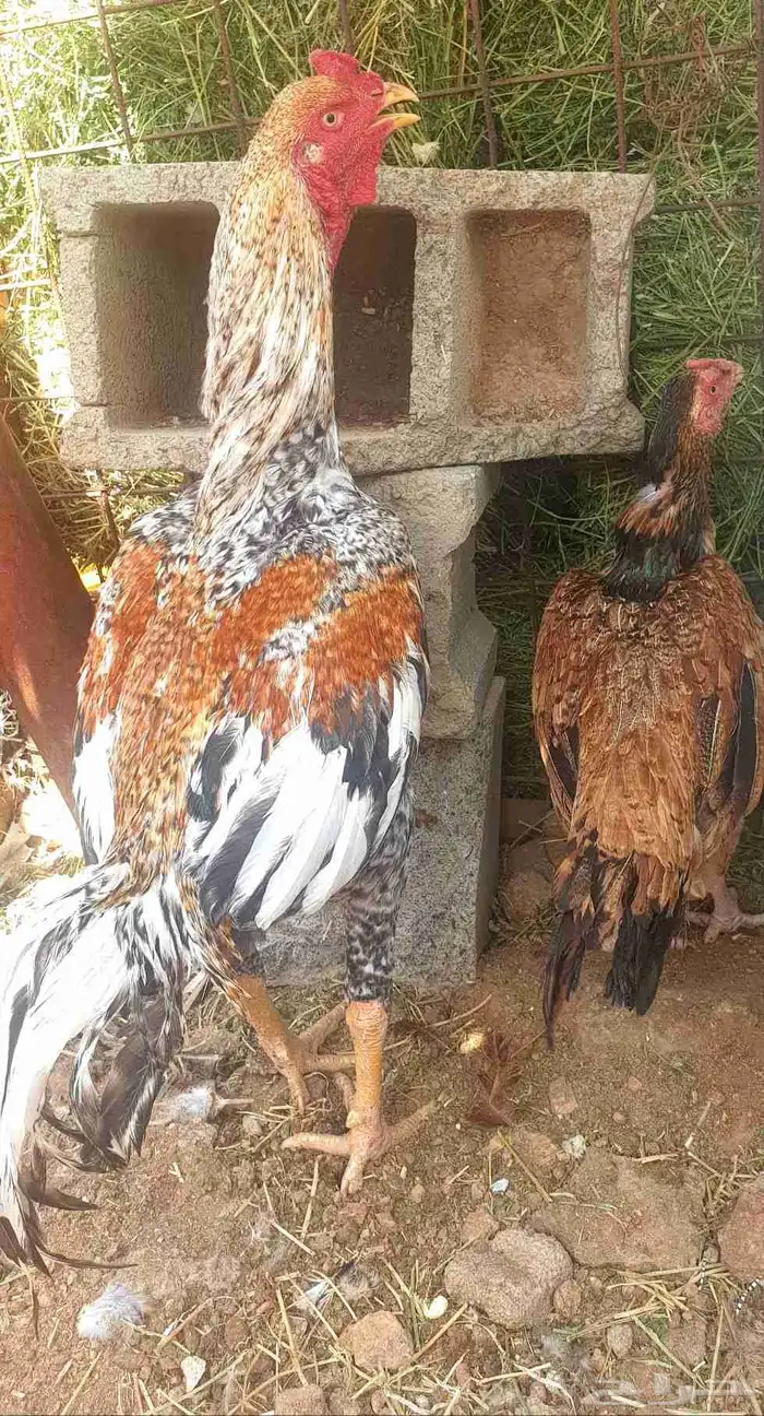 تم البيع صيصان باكستاني فاخر 6