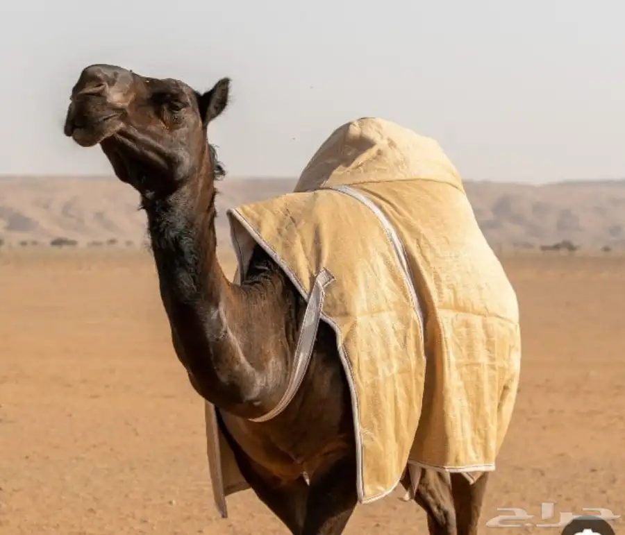 جلال إبل صغير وكبير جميع المقاسات متوفره 0