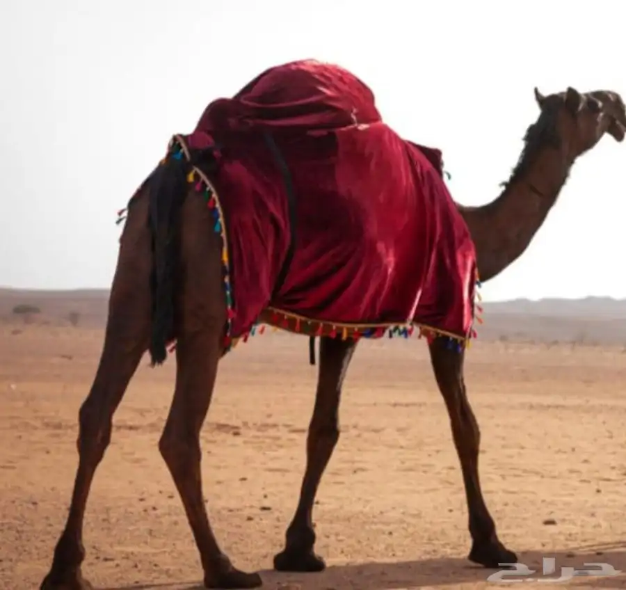 جلال إبل صغير وكبير جميع المقاسات متوفره 1