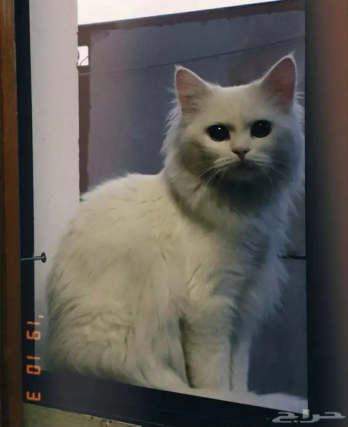 قط شيرازي لعوب نظيف جدا عمره حوالى سنه وشهرين للتبنى 1