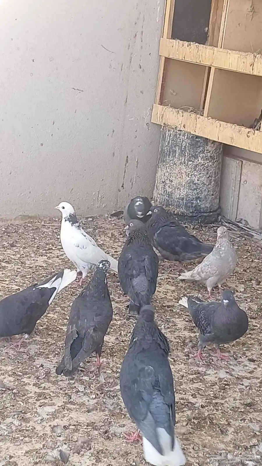 حمام قطايف للبيع الخرج اخر سوم12للجوز 2