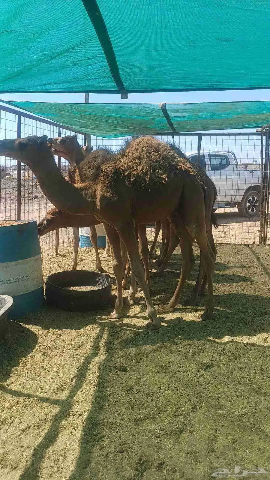 قعدان 0