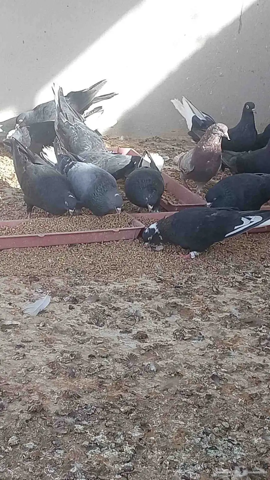 حمام قطايف للبيع الخرج اخر سوم12للجوز 0