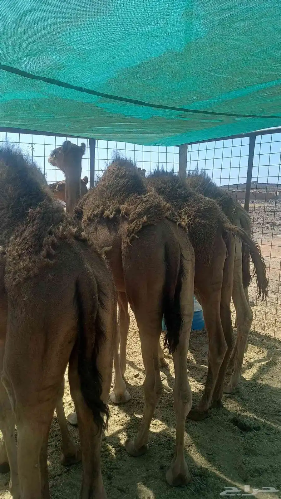 قعدان 1
