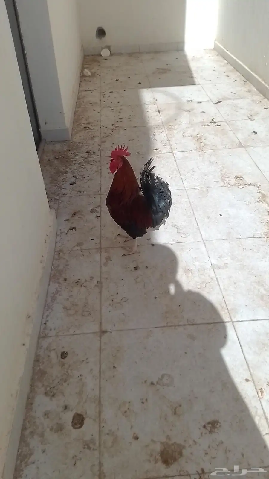 ديك بلدي 0