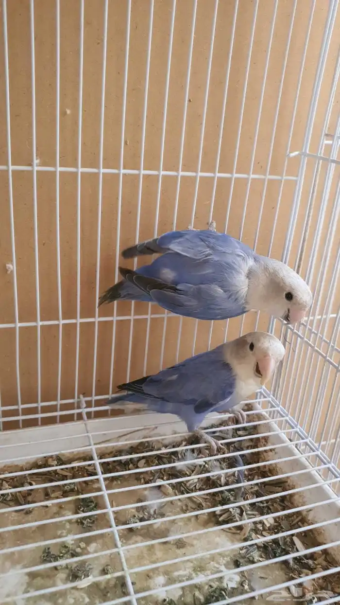 للبيع جوز روز 1