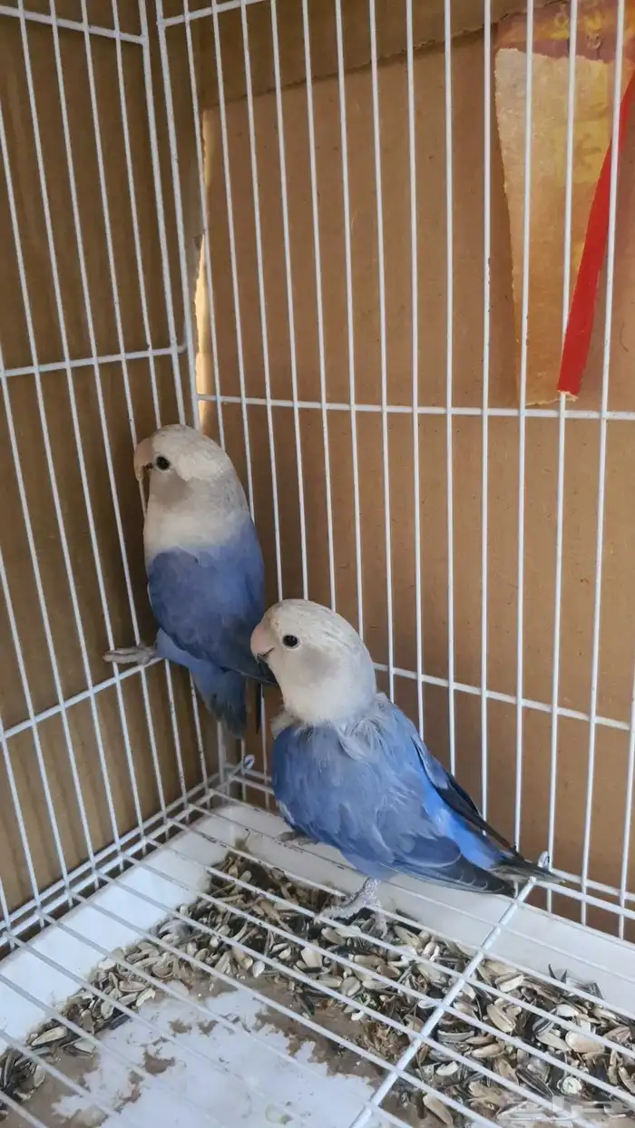 للبيع جوز روز 0