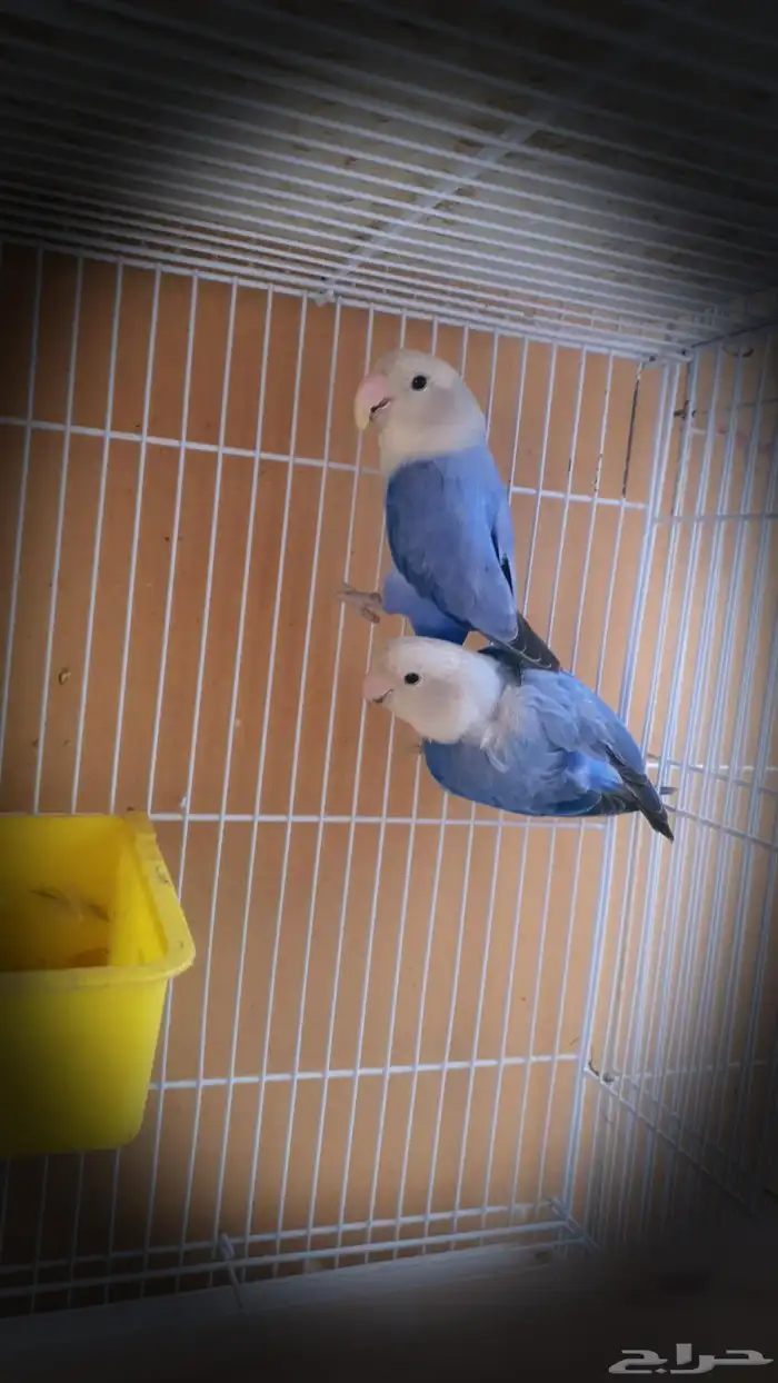 للبيع جوز روز 3