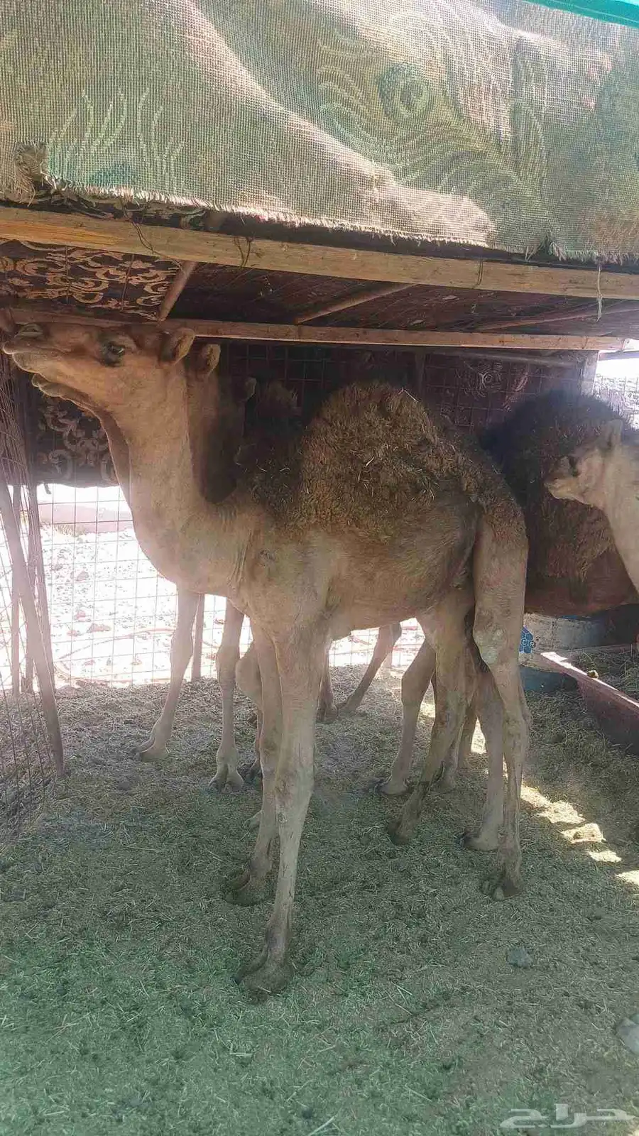 قعدان 2