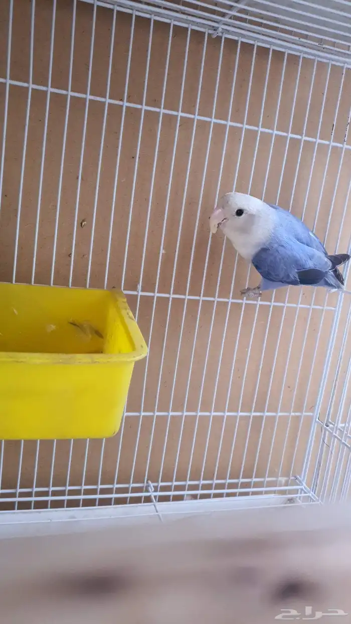 للبيع جوز روز 2