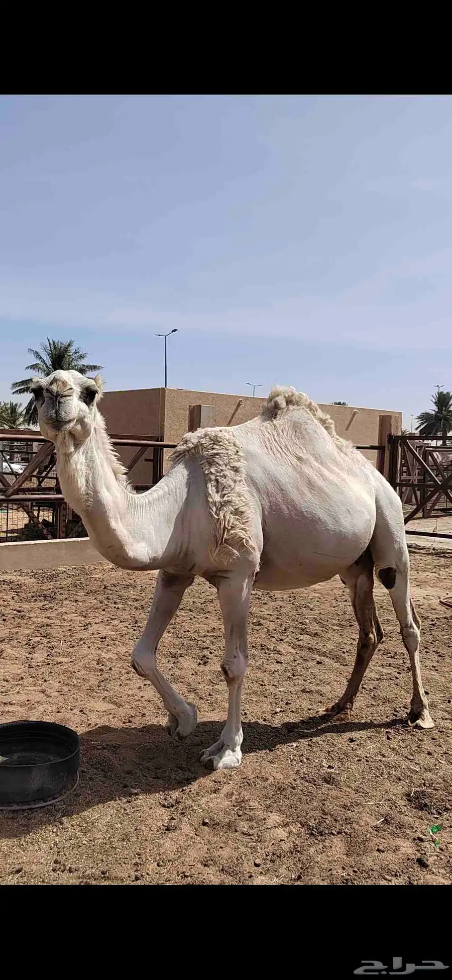 ناقة وضحى للبيع 1