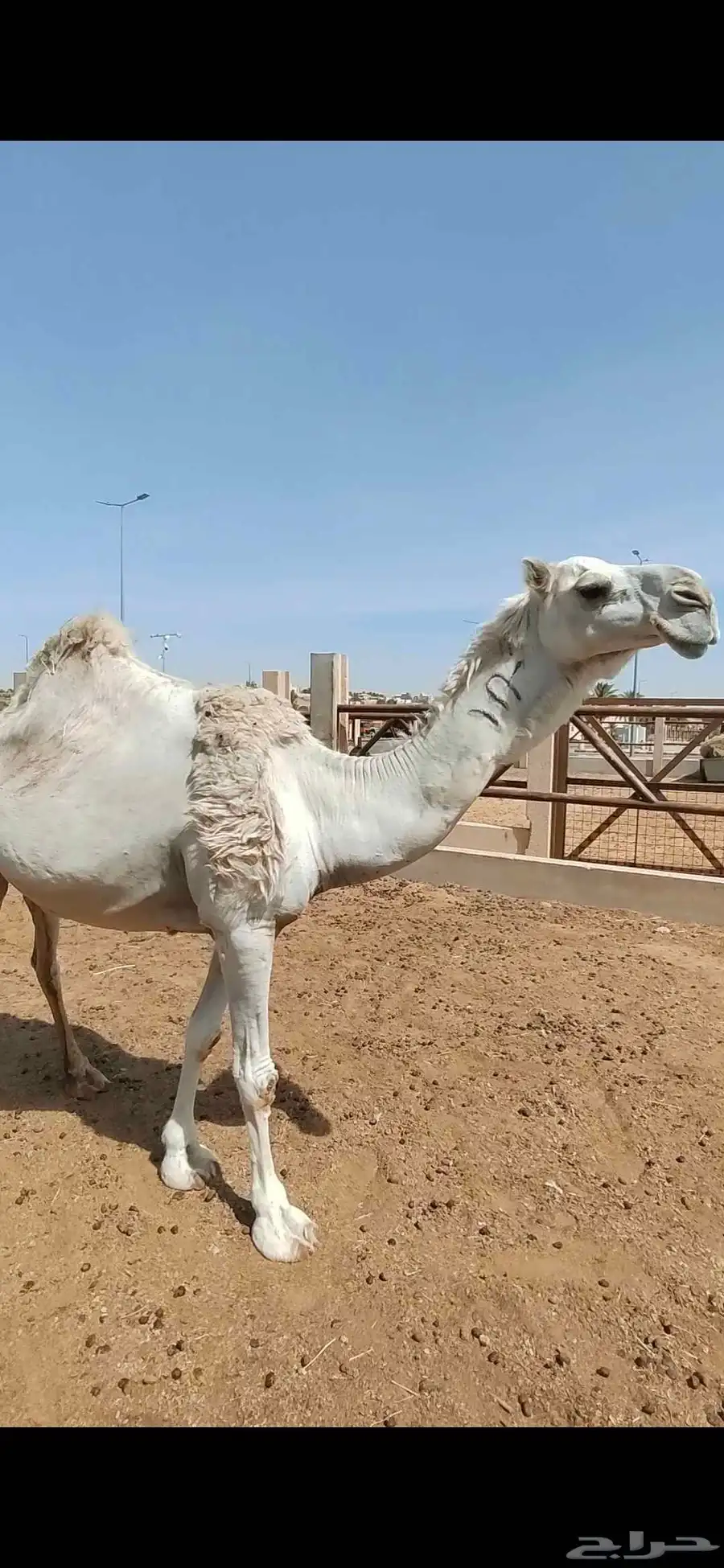 ناقة وضحى للبيع 0