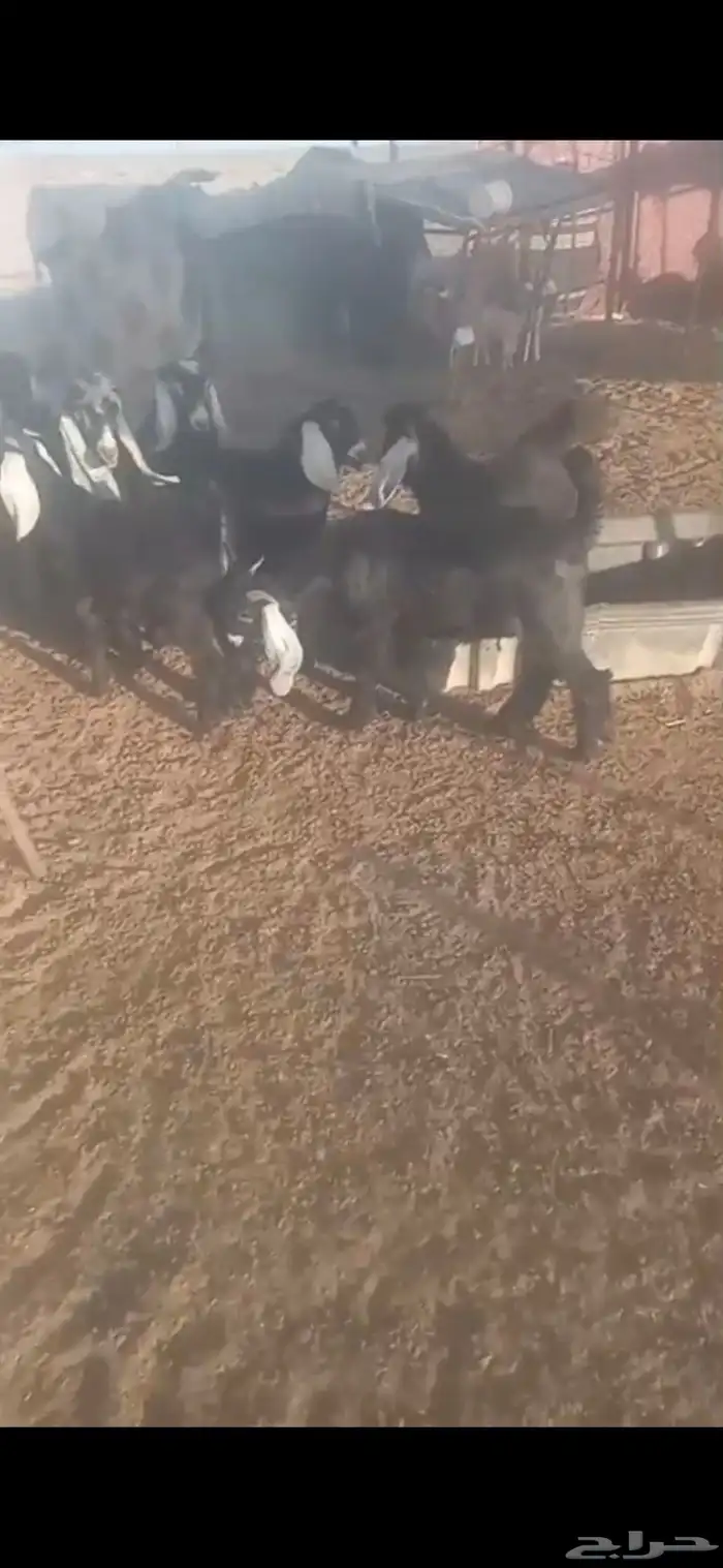 تيوس عوارض برية 0