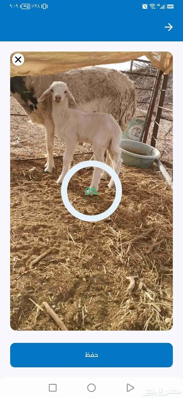 داغور حرري - تم البيع- 3