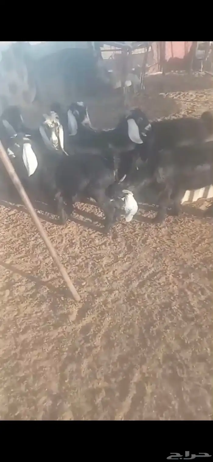 تيوس عوارض برية 1