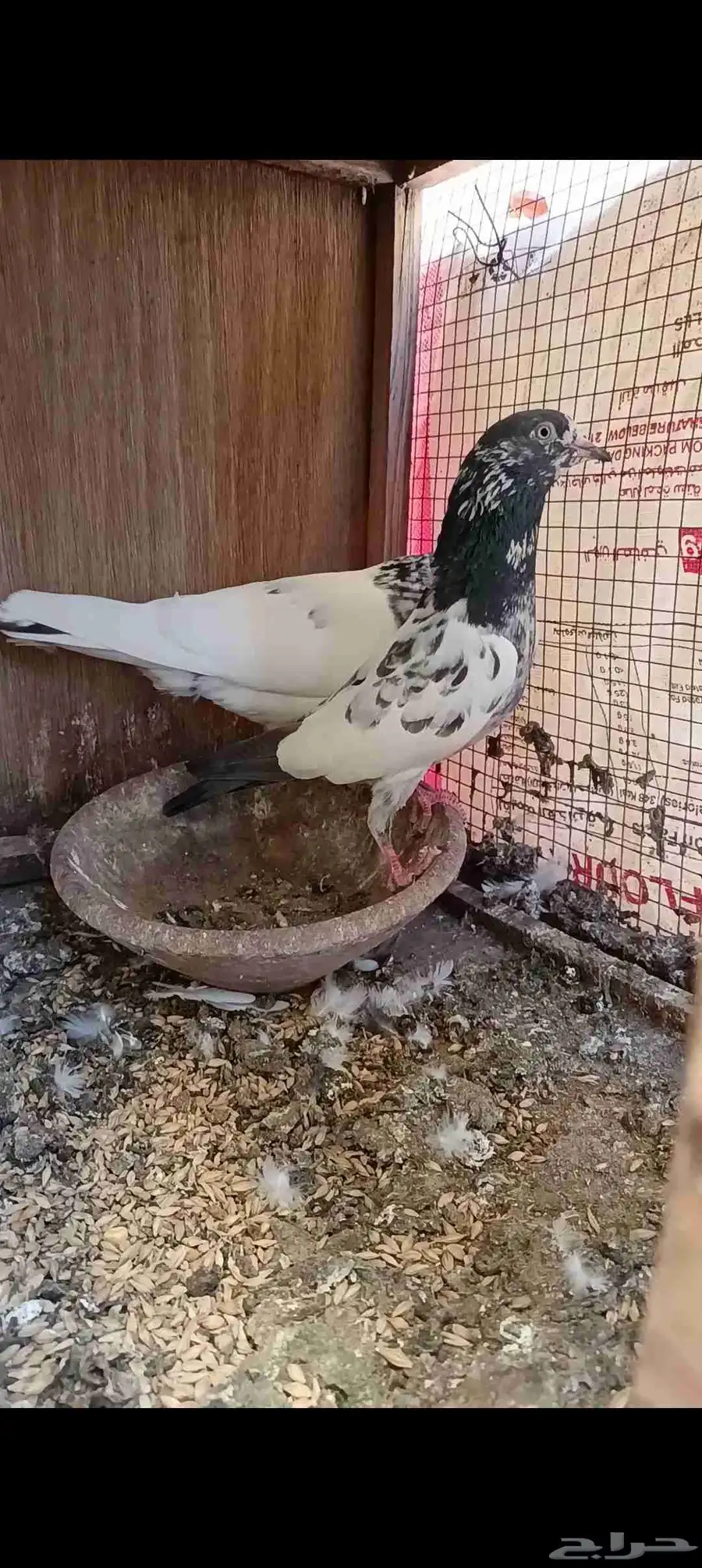 حمام باكستاني جوز تيدي 1