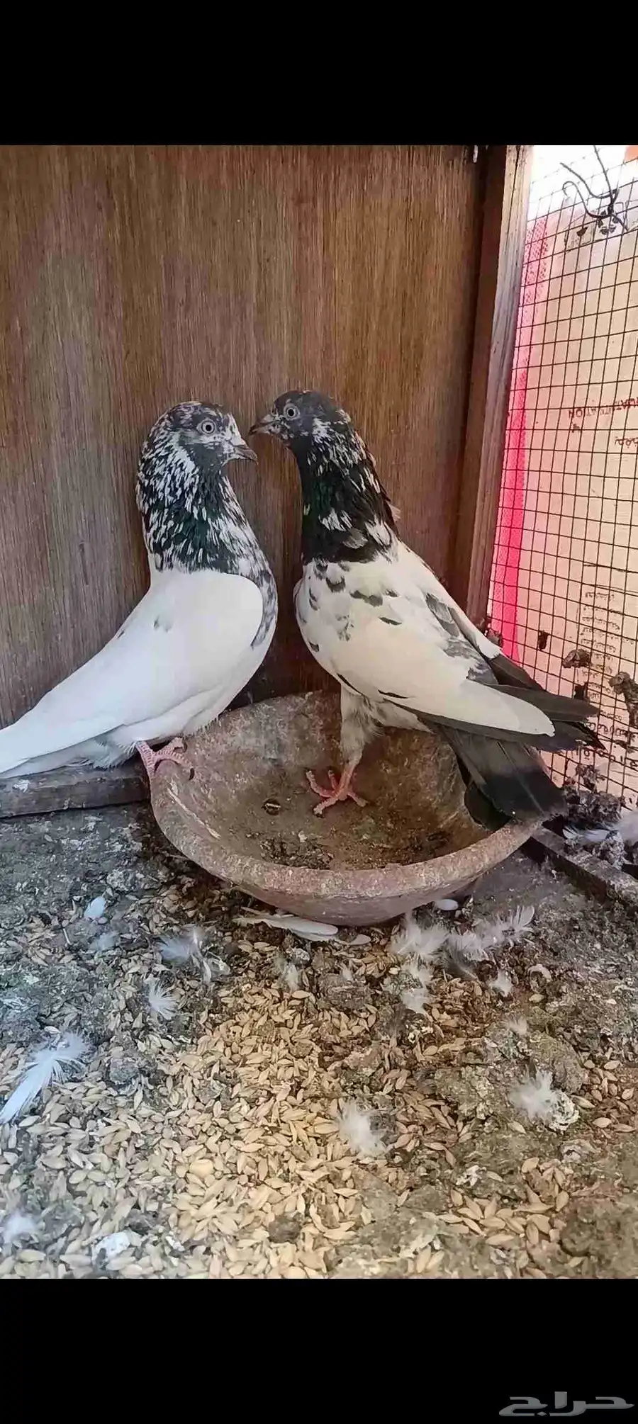 حمام باكستاني جوز تيدي 0