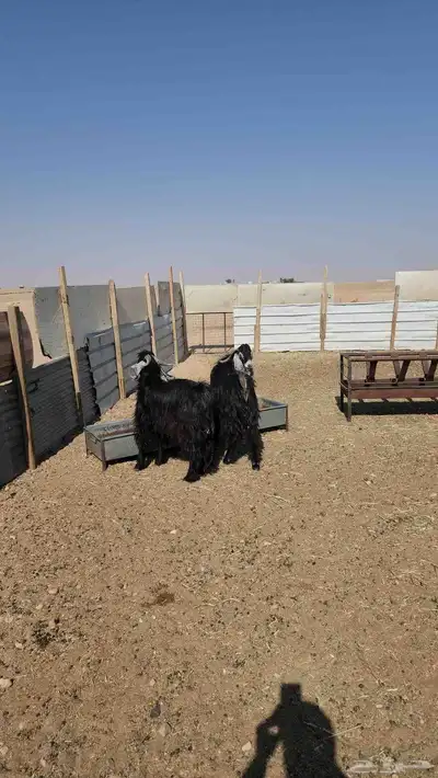 تيوس عوارض ثنيان للبيع 1