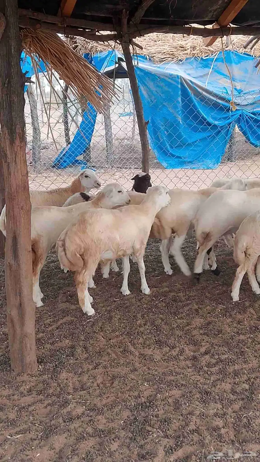 معنا رخيل بلدي رقم واحد معانا جفار بلدي رقم واحد معانا تيوس 3