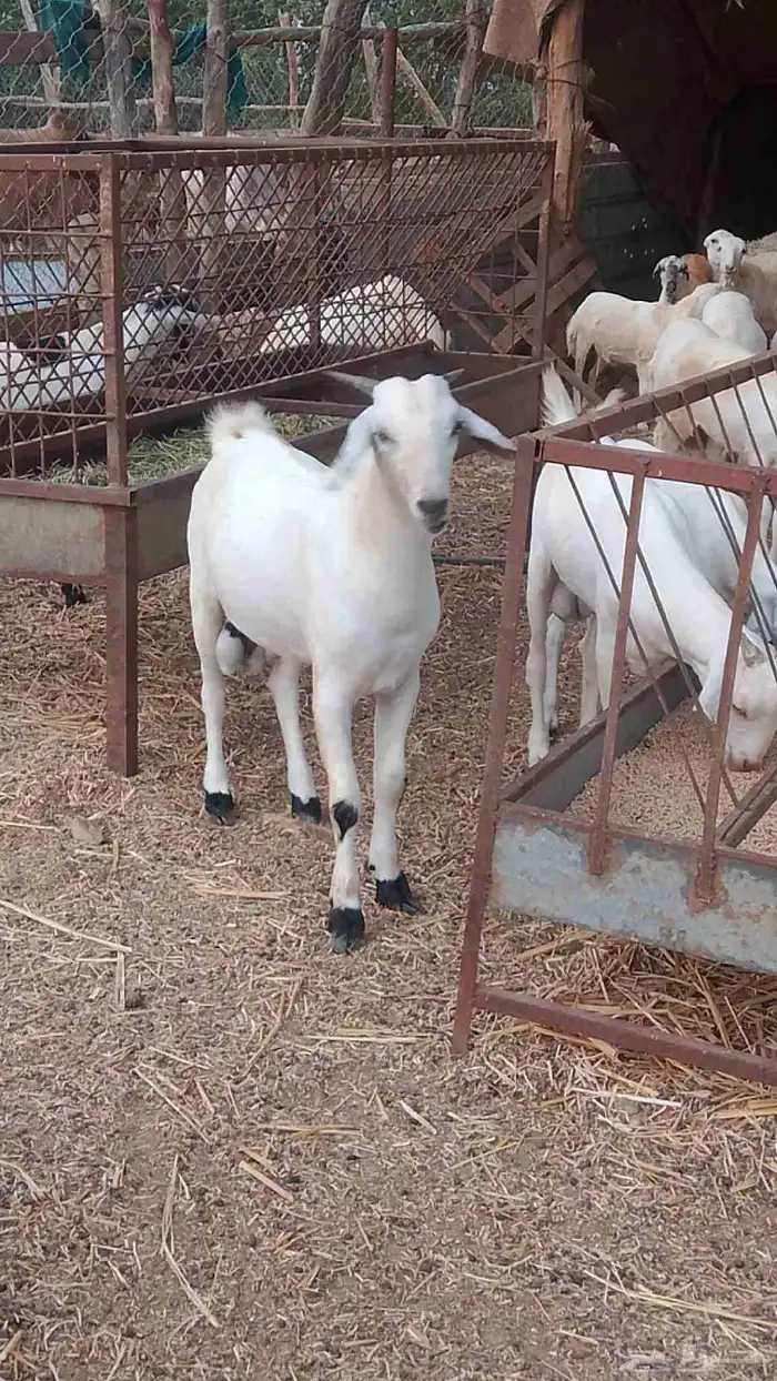 معنا رخيل بلدي رقم واحد معانا جفار بلدي رقم واحد معانا تيوس 1