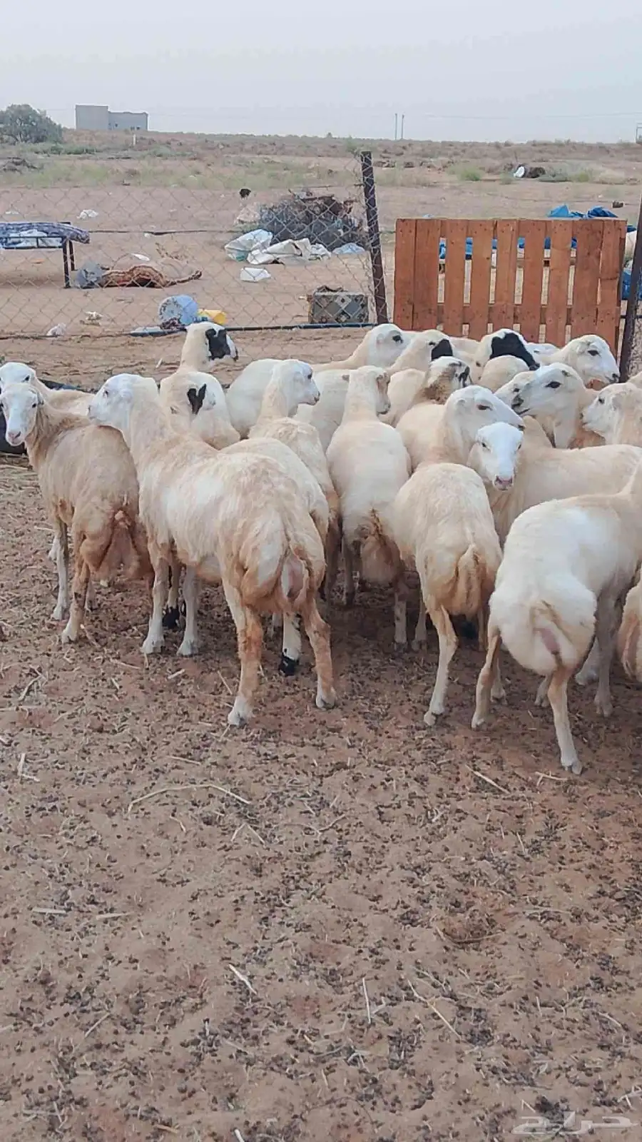 معنا رخيل بلدي رقم واحد معانا جفار بلدي رقم واحد معانا تيوس 4