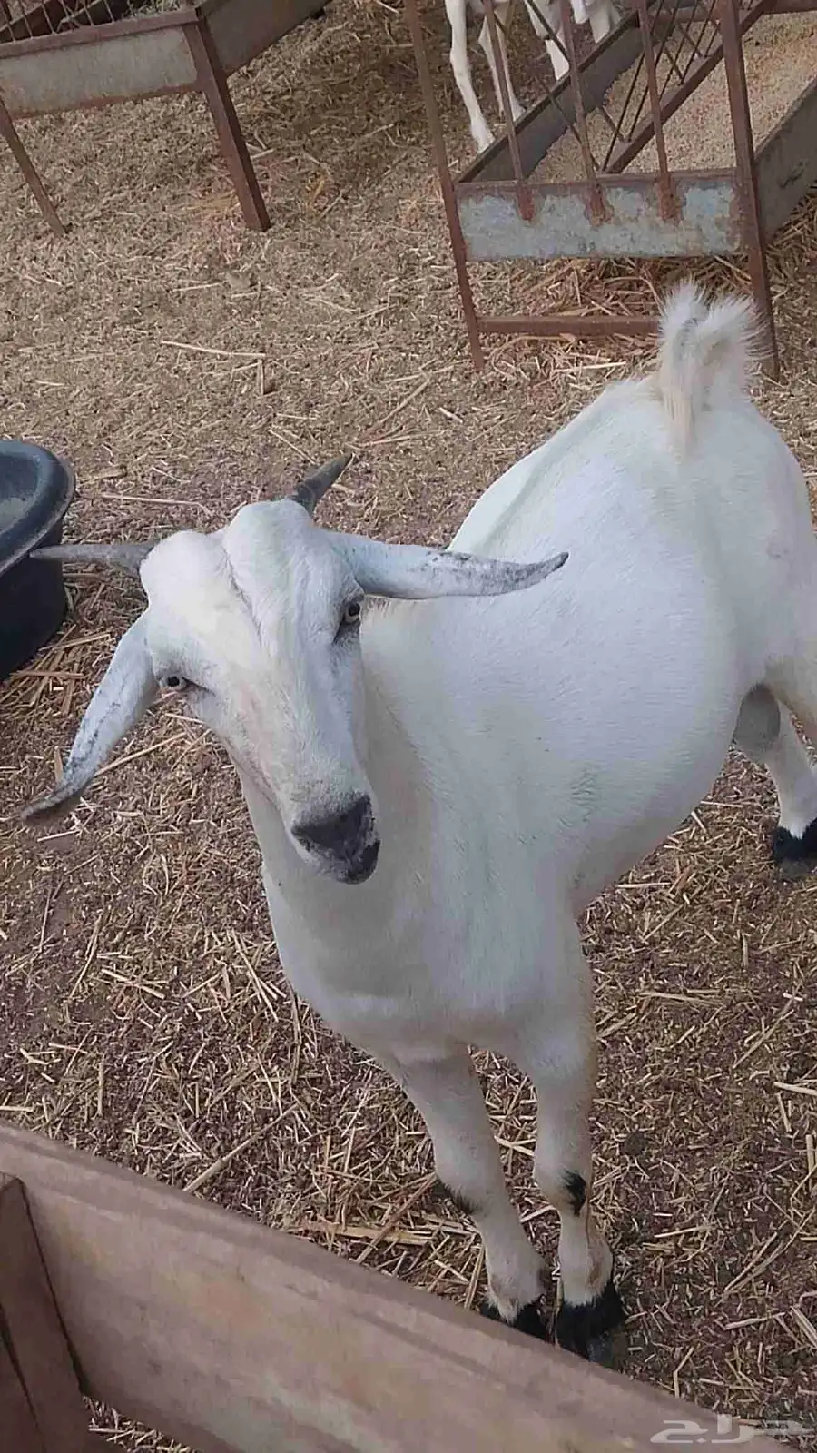 معنا رخيل بلدي رقم واحد معانا جفار بلدي رقم واحد معانا تيوس 0