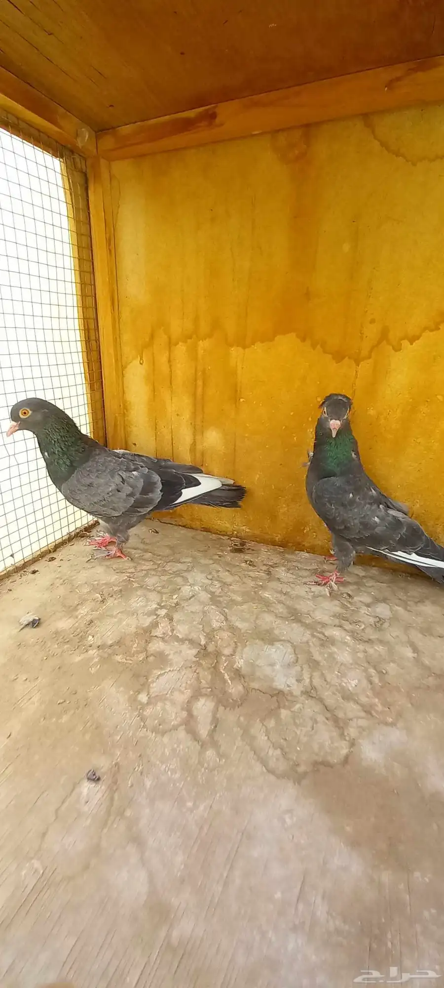 حمام صنعاوي 1