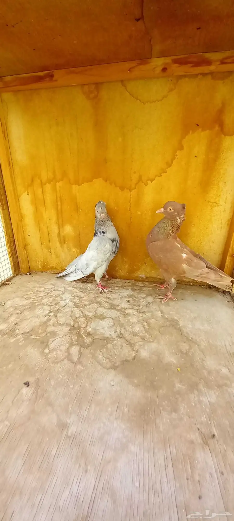 حمام صنعاوي 0