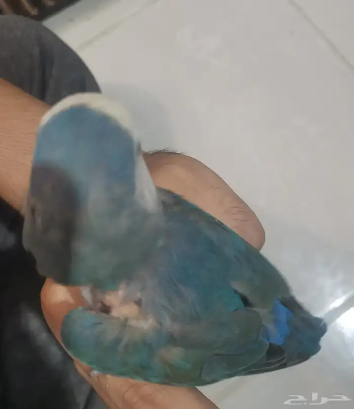 زوج روز للبيع العاجل 11
