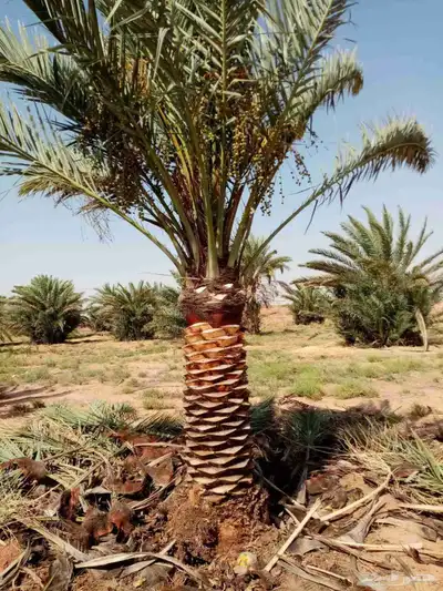 نخل للبيع جميع النواع انخل العربي سكري إخلاص برحي صقعي مجدول 0