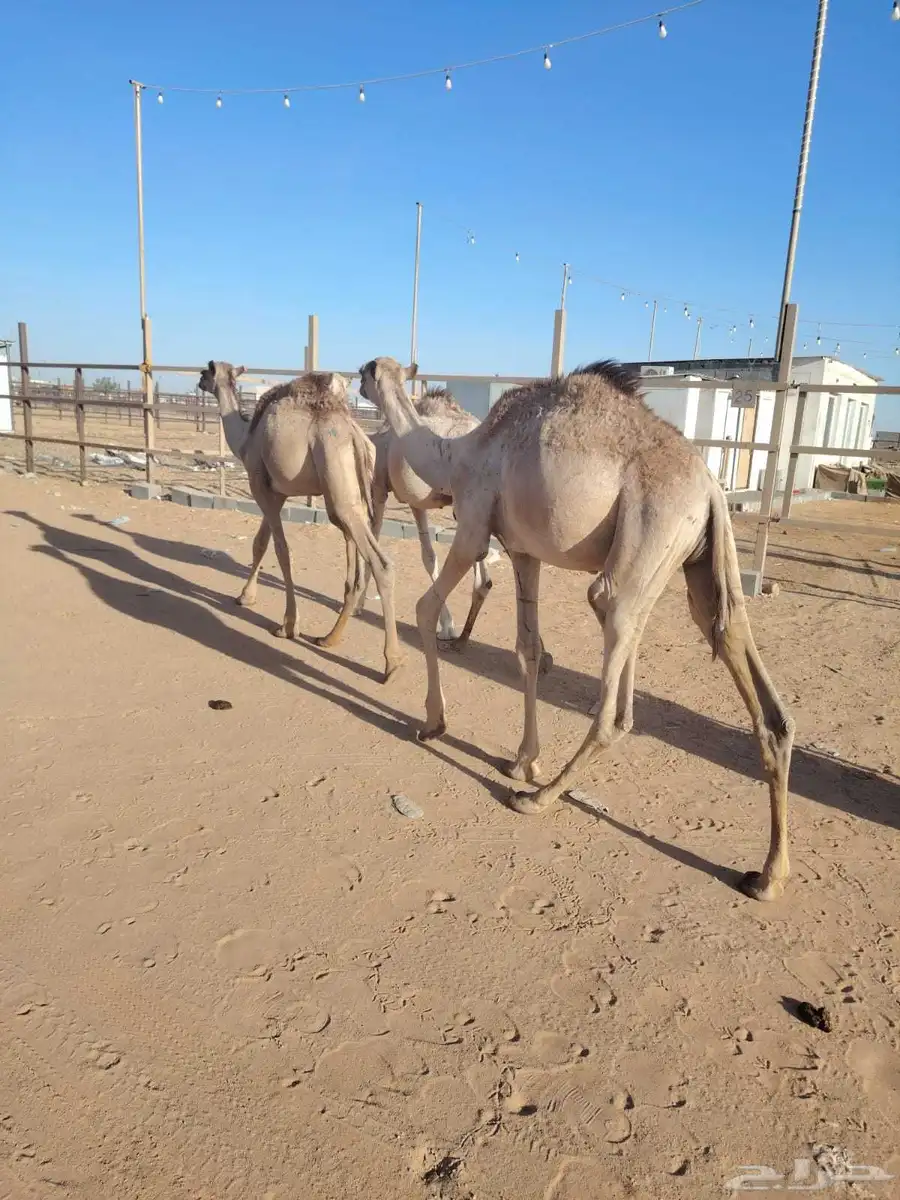 برابر وتيوس صوماليه سواكن وقعود مناسبه للاعراس والمناسبات 3