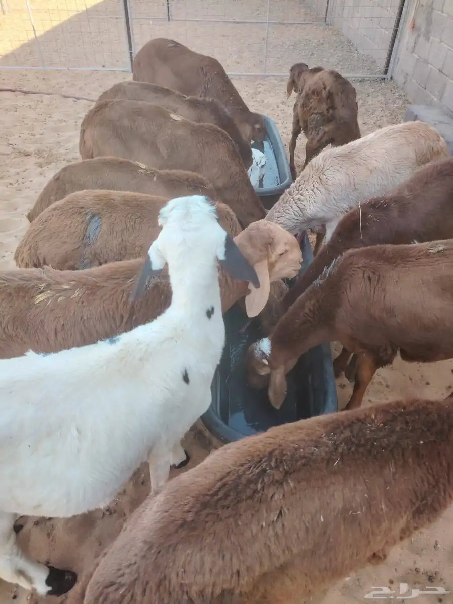 برابر وتيوس صوماليه سواكن وقعود مناسبه للاعراس والمناسبات 0