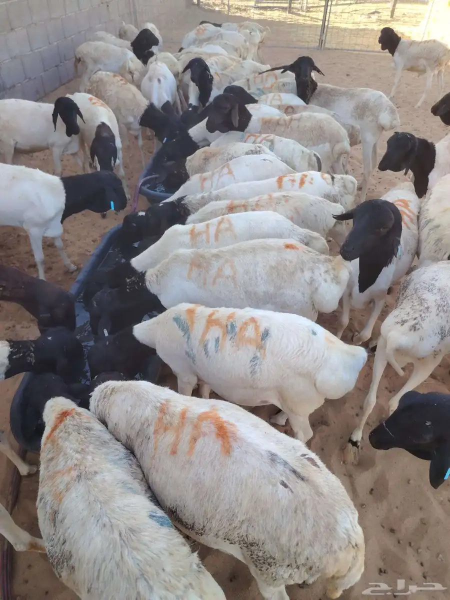 برابر وتيوس صوماليه سواكن وقعود مناسبه للاعراس والمناسبات 2