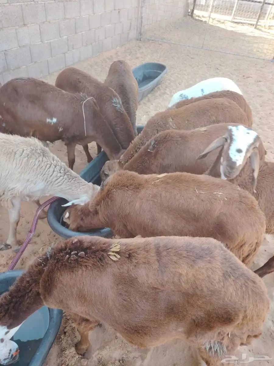 برابر وسواكن وقعدان مرابي واسعار ممتازة 1