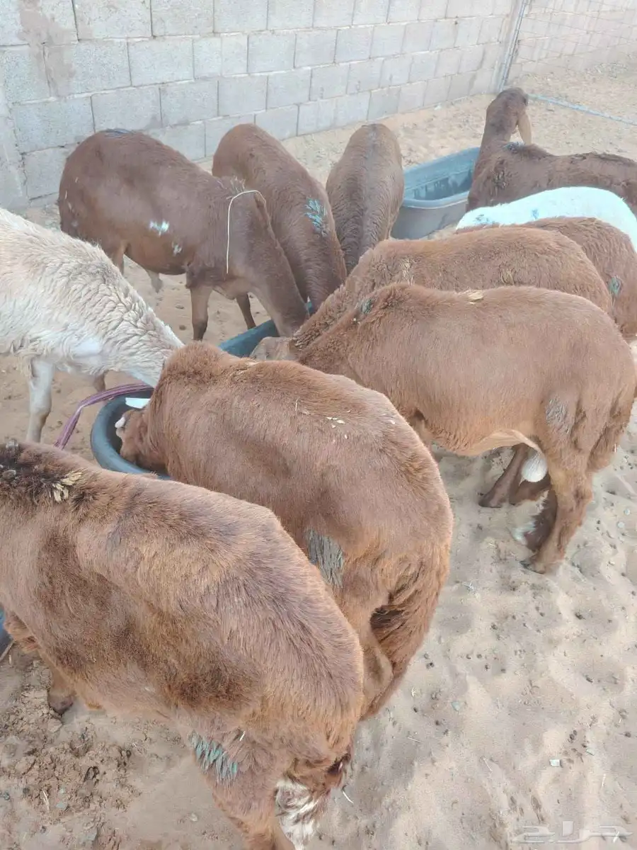 برابر وتيوس صوماليه سواكن وقعود مناسبه للاعراس والمناسبات 4