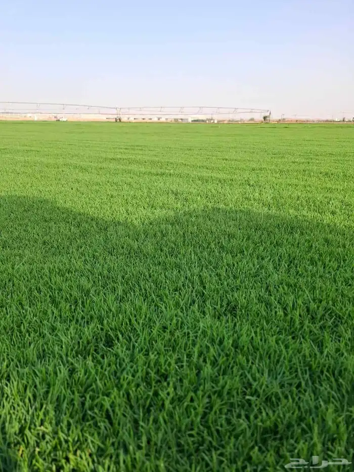 تيل سي 2000صافي ربيع جراده اولى من ارض مزرعه الخرج 1