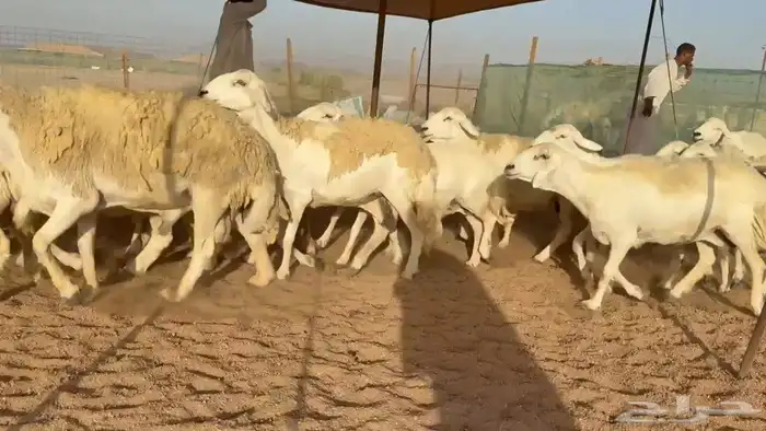 غنم حريات دفيع ومضاريع 5