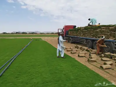 انجيله طبيعي عشب ثيل سي الفين جيزان مزروع طبيعي صبيا جيزان 2