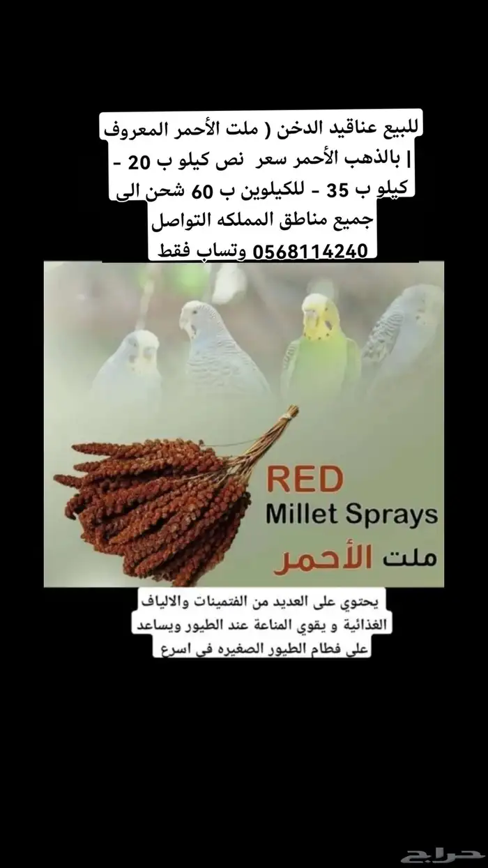 للبيع عناقيد الدخن ) ملت الأحمر المعروف بالذهب الأحمر 0