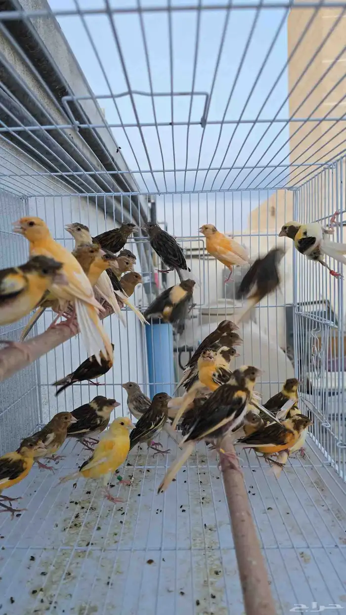 للبيع مجموعة كناري سوري العمر حول 5 الى 6 شهور 1