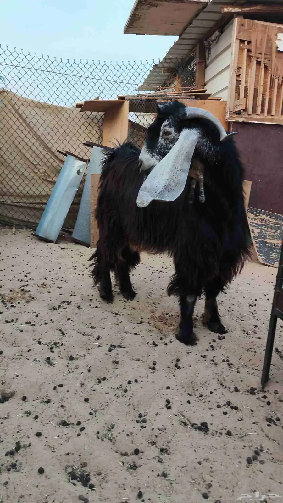 معاز بلدي 1