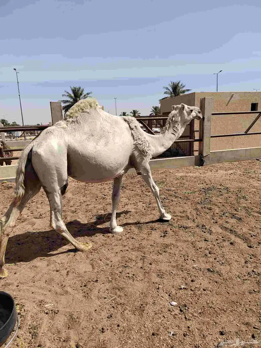 ناقة وضحى للبيع 2